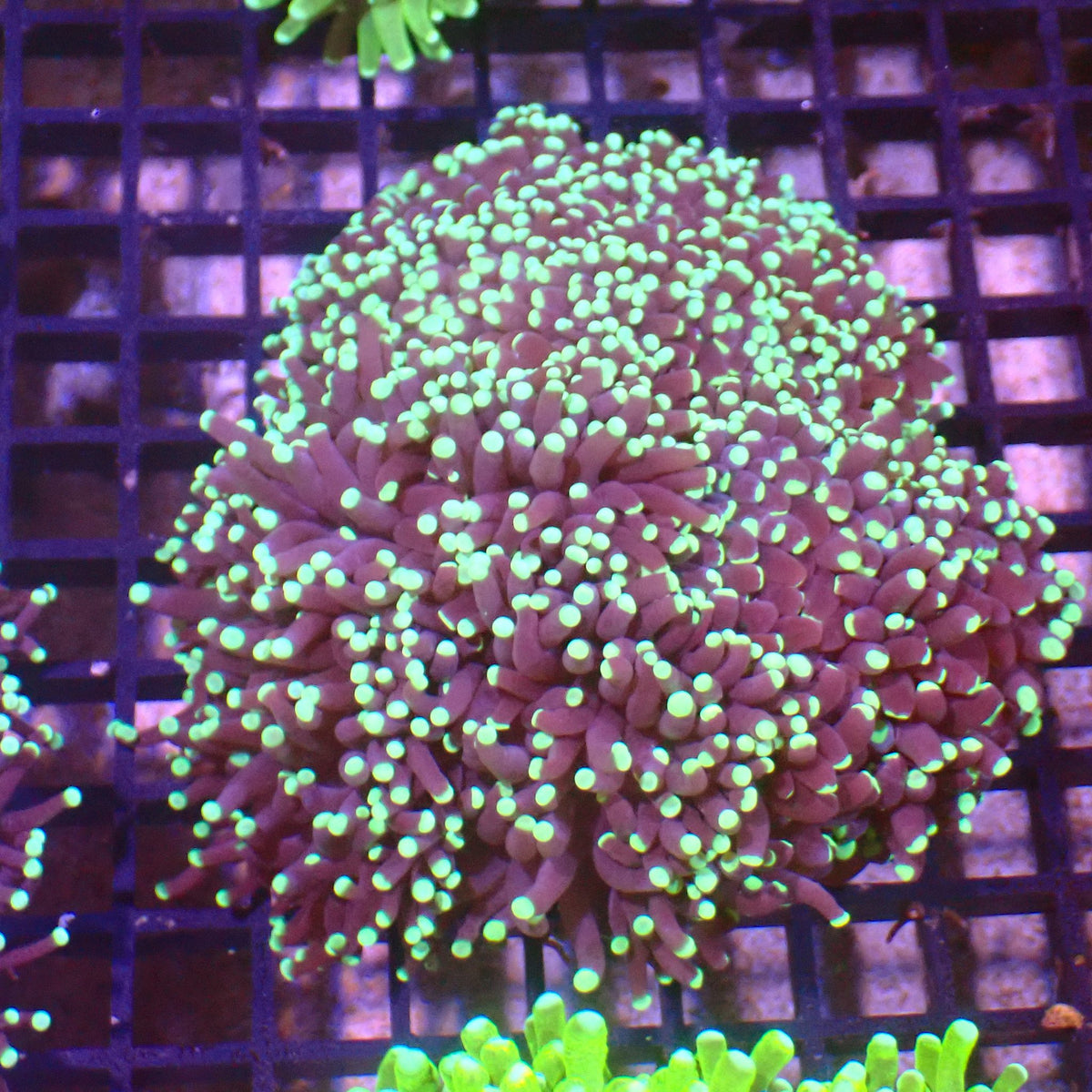Torch Coral AA018 | Fimbriaphyllia glabrescens at ← Red Sea 15k