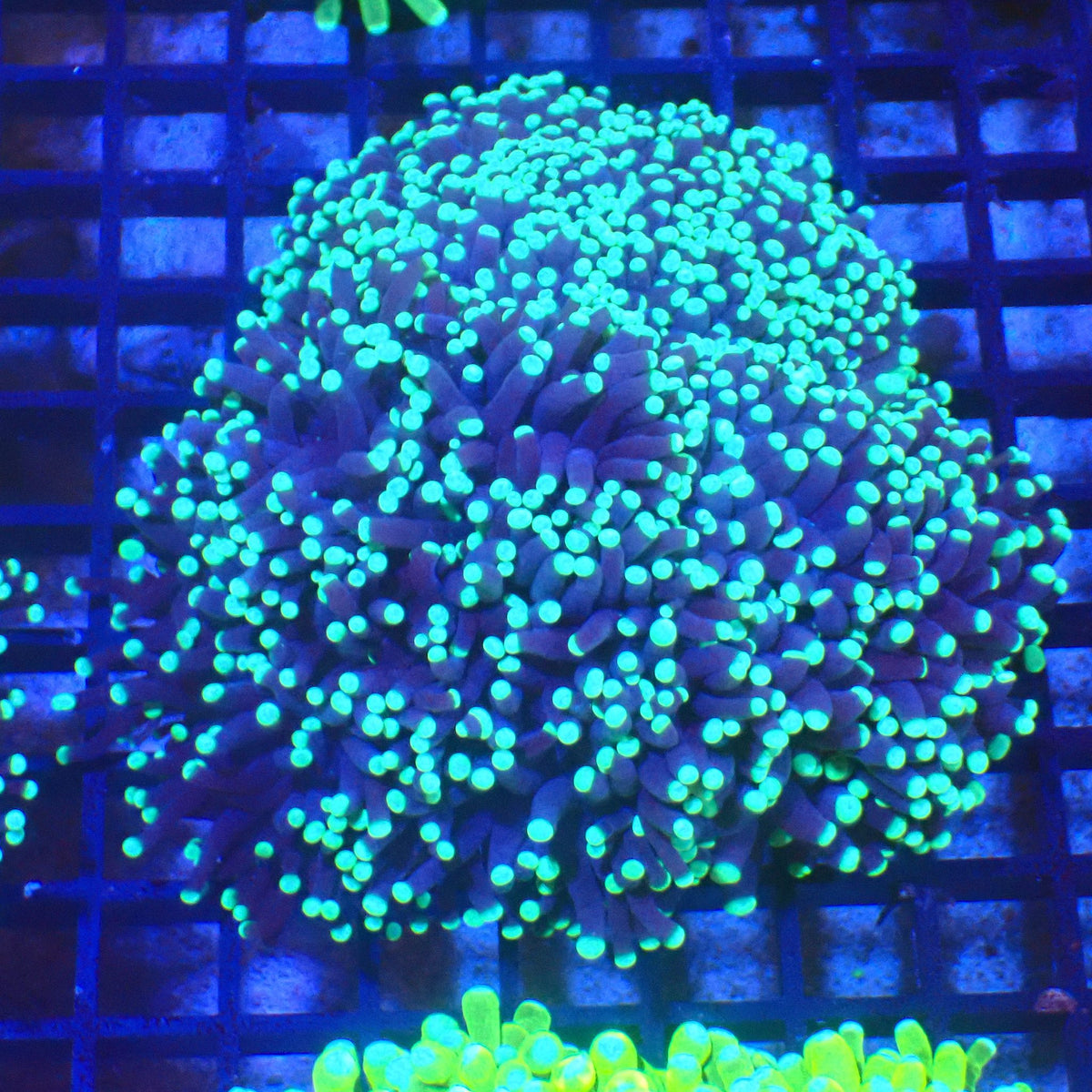 Torch Coral AA018 | Fimbriaphyllia glabrescens at Red Sea 20k →
