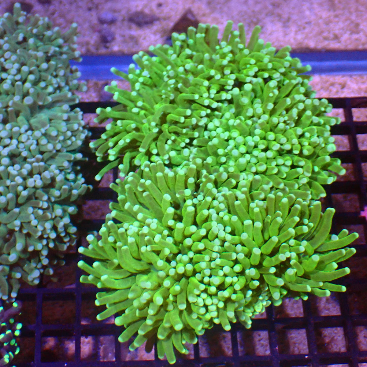 Torch Coral AA019 | Fimbriaphyllia glabrescens at ← Red Sea 15k
