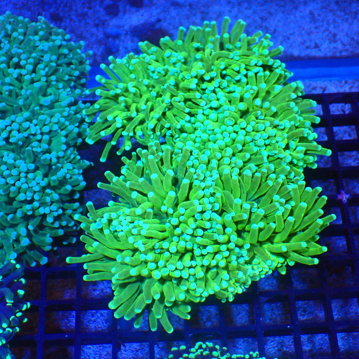 Torch Coral AA019 | Fimbriaphyllia glabrescens at Red Sea 20k →