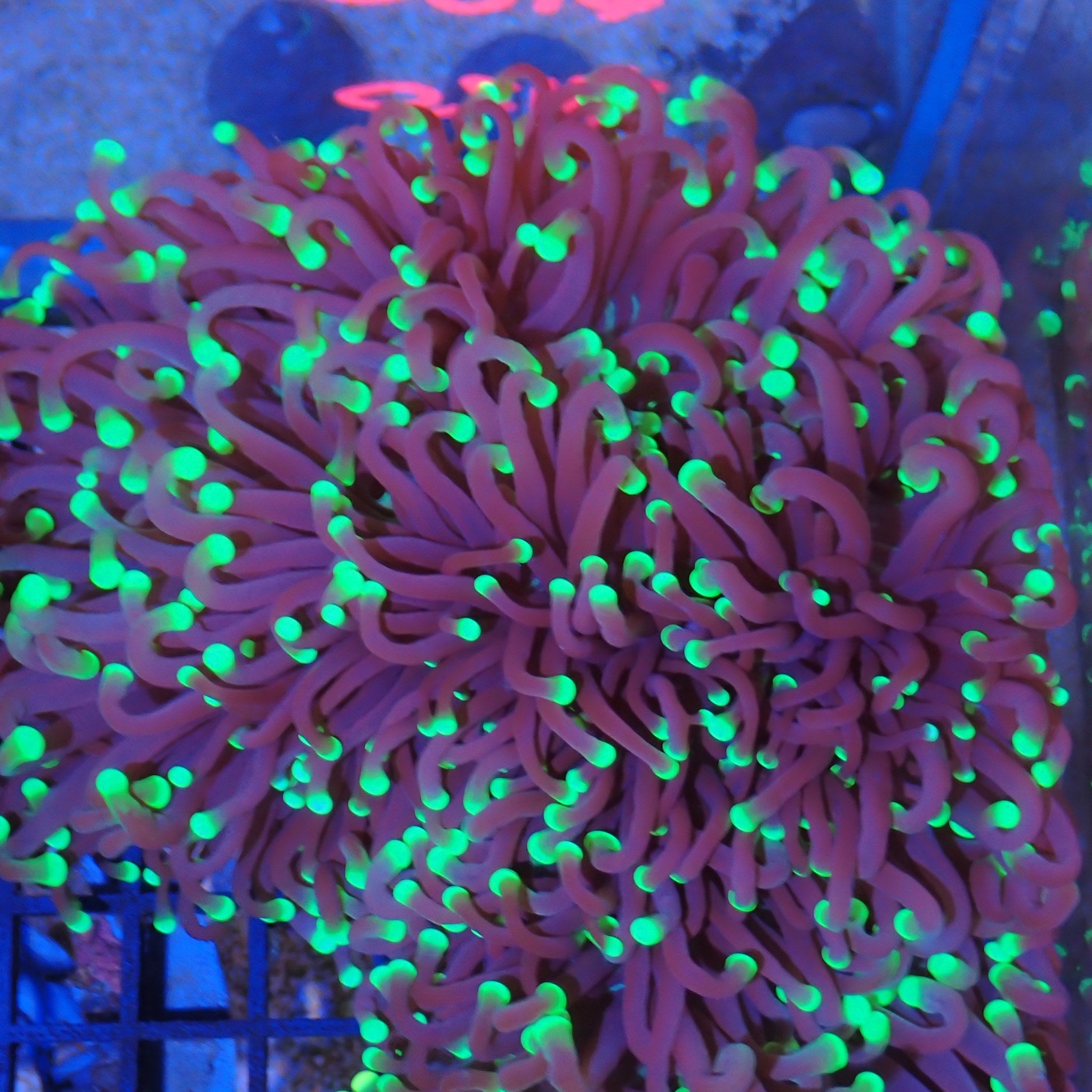Torch Coral AA01 | Fimbriaphyllia glabrescens