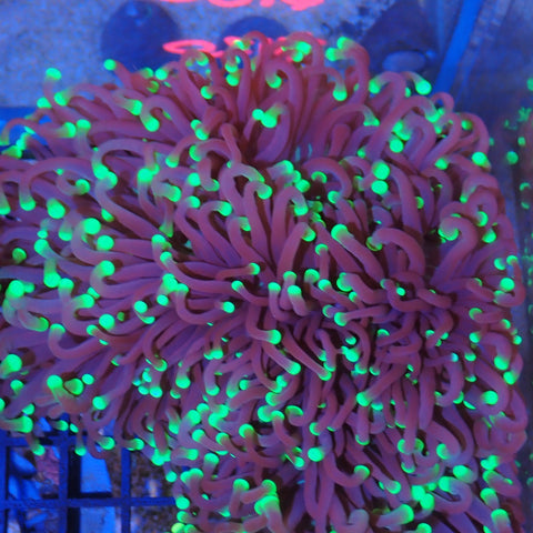 Torch Coral AA01 | Fimbriaphyllia glabrescens