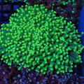 Torch Coral AA02 | Fimbriaphyllia glabrescens