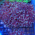 Torch Coral AA03 | Fimbriaphyllia glabrescens