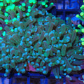 Torch Coral AA006 | Fimbriaphyllia glabrescens