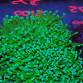 Torch Coral AA007 | Fimbriaphyllia glabrescens