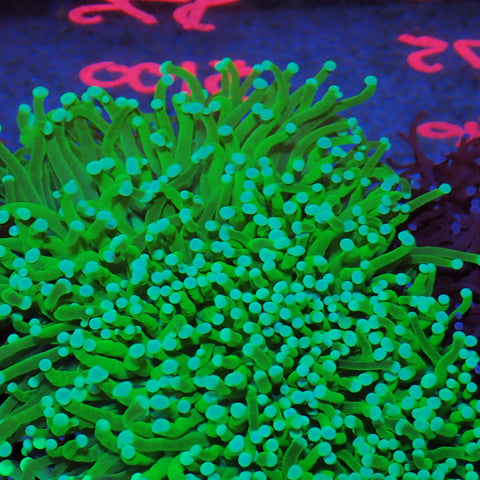 Torch Coral AA07 | Fimbriaphyllia glabrescens