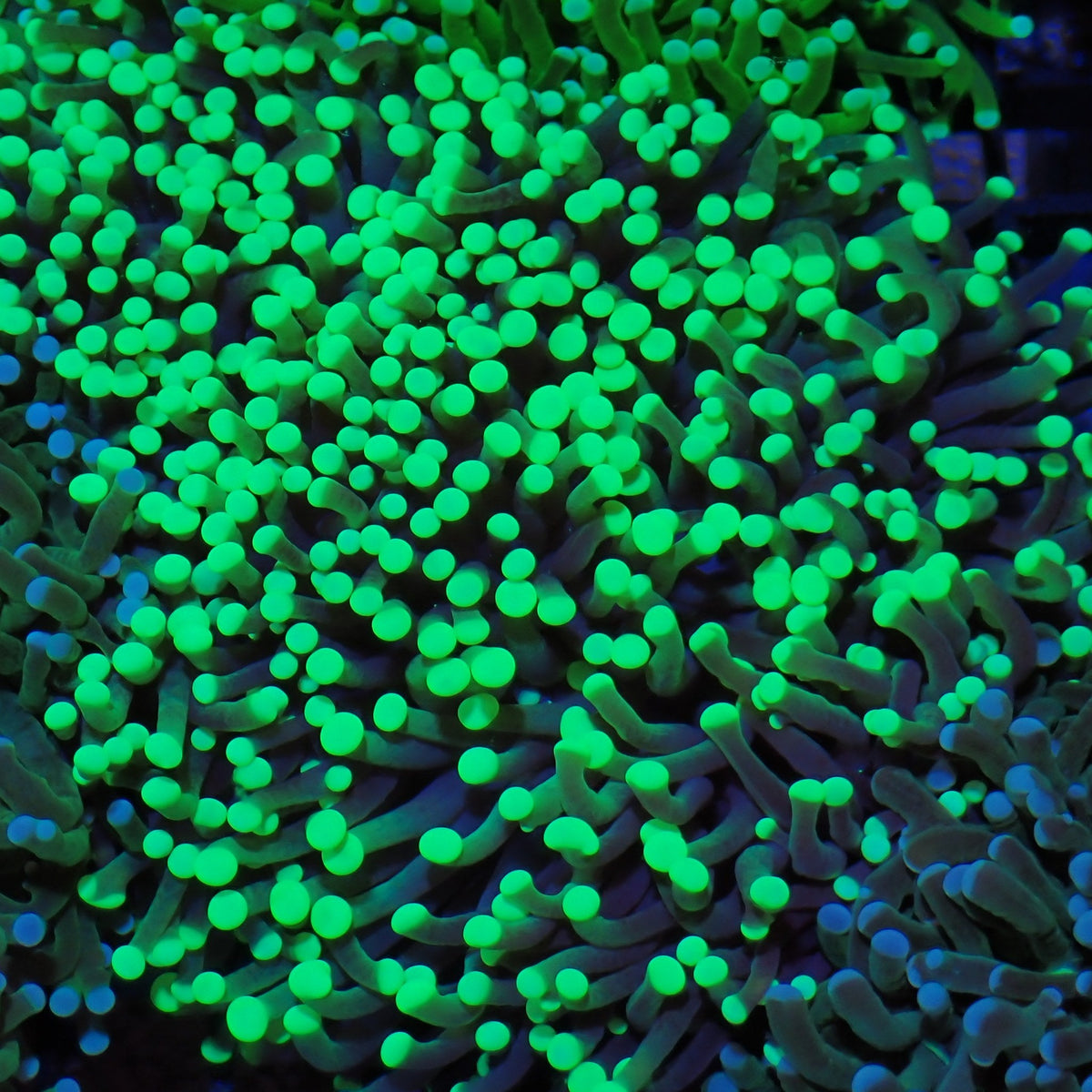 Torch Coral AA008 | Fimbriaphyllia glabrescens