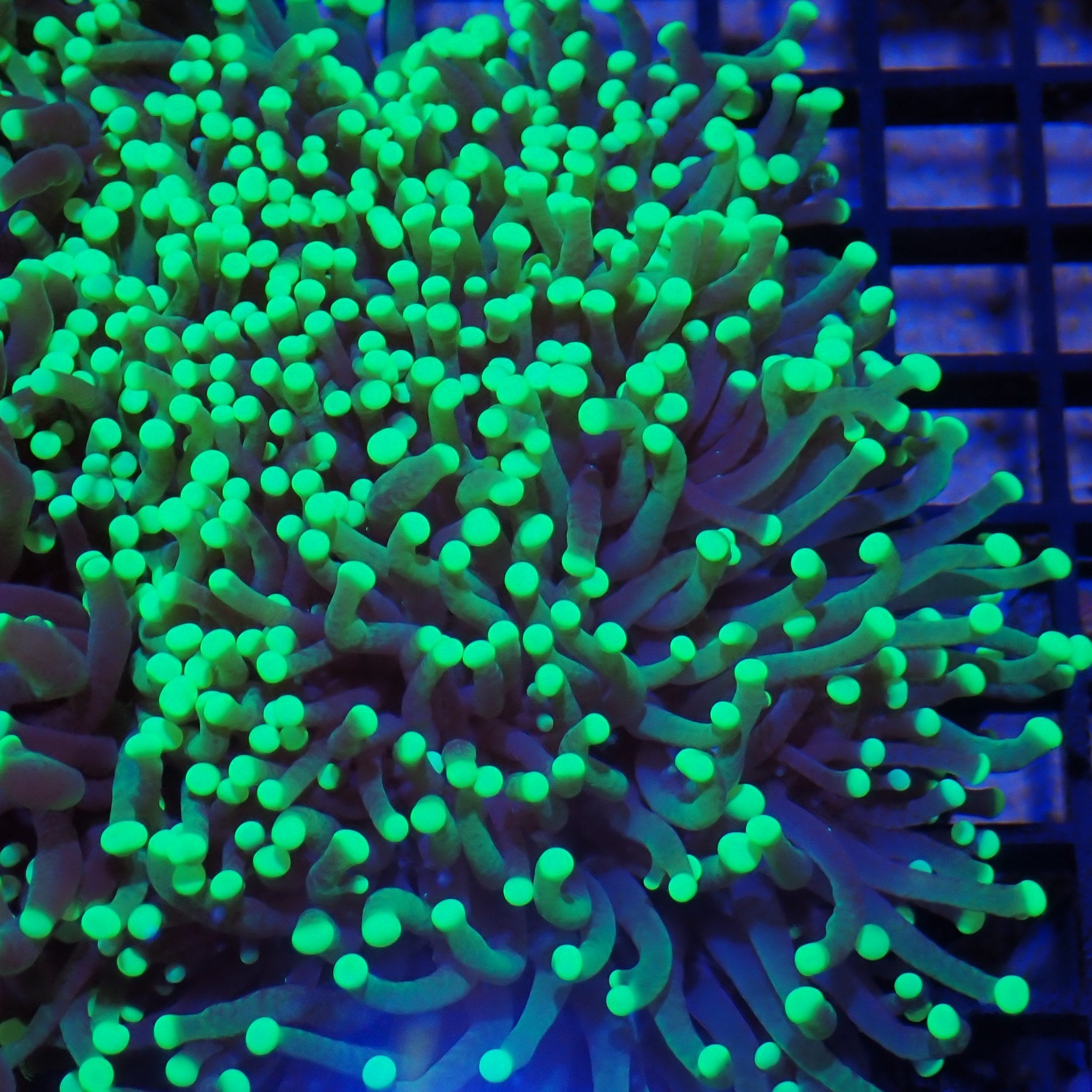 Torch Coral AA009 | Fimbriaphyllia glabrescens