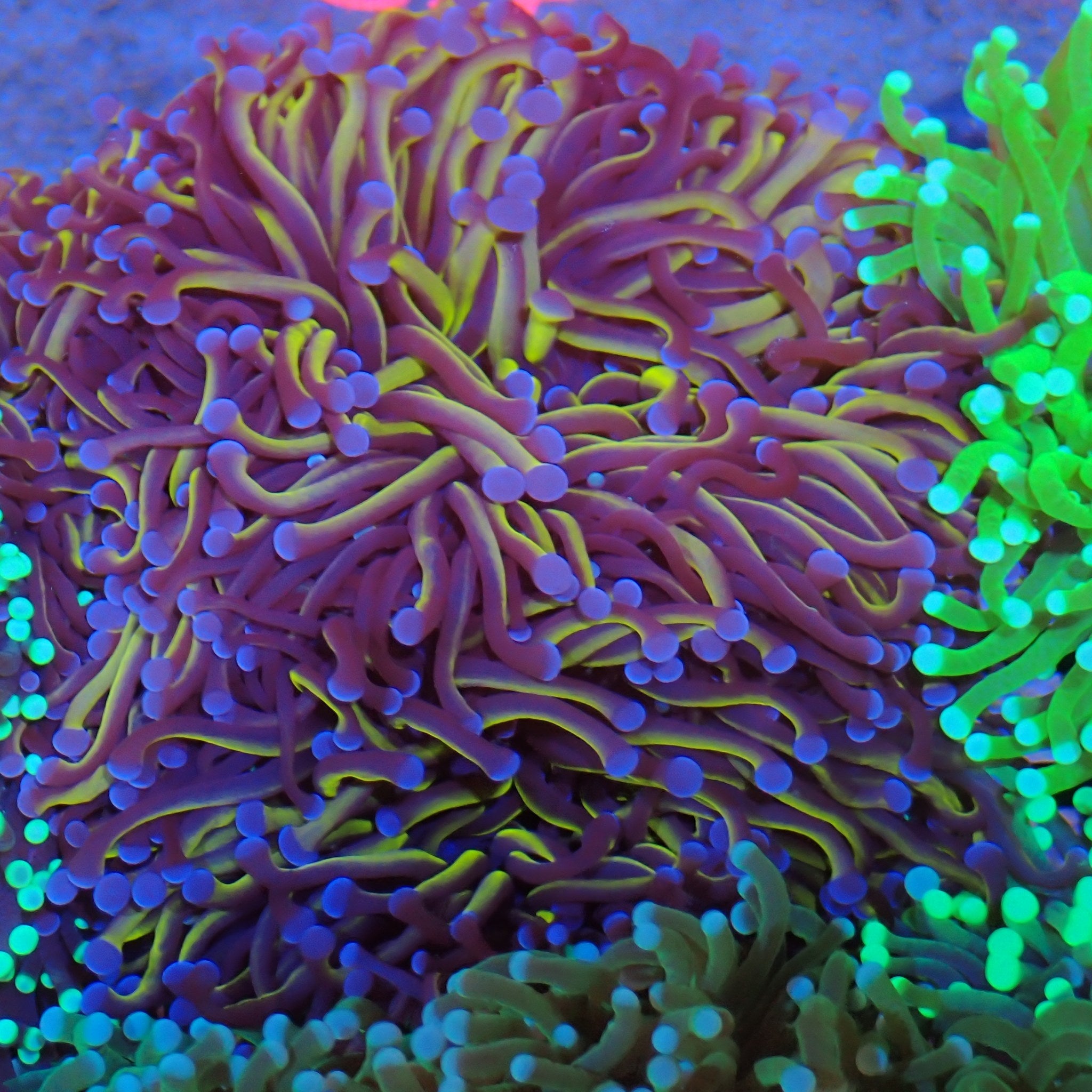 Torch Coral AA010 | Fimbriaphyllia glabrescens