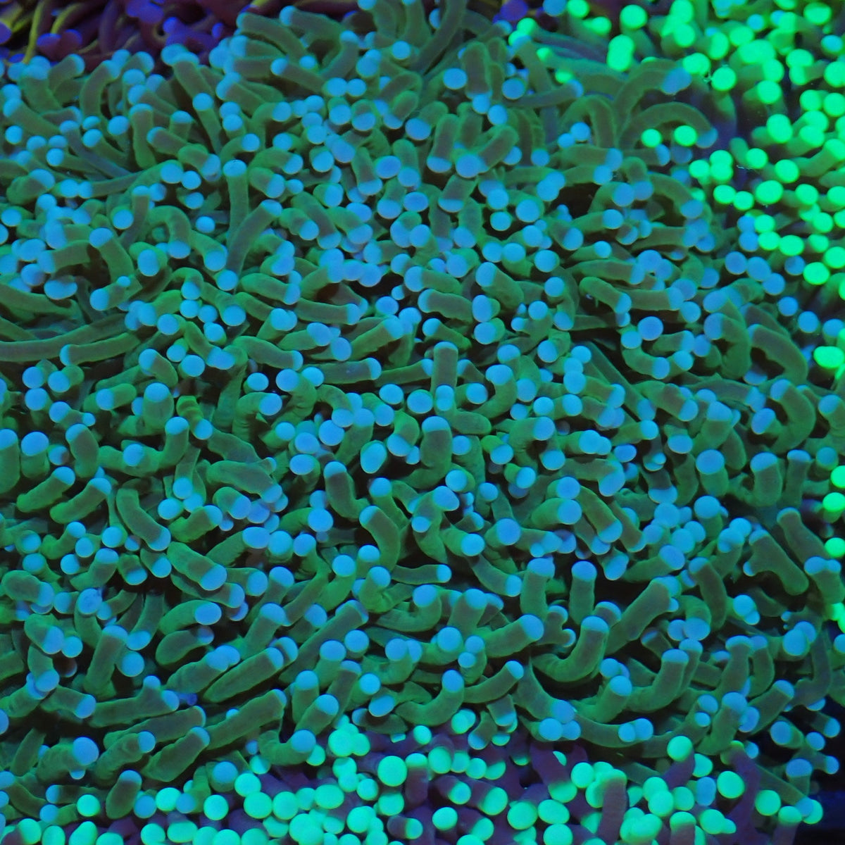 Torch Coral AA011 | Fimbriaphyllia glabrescens