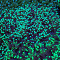 Torch Coral AA012 | Fimbriaphyllia glabrescens