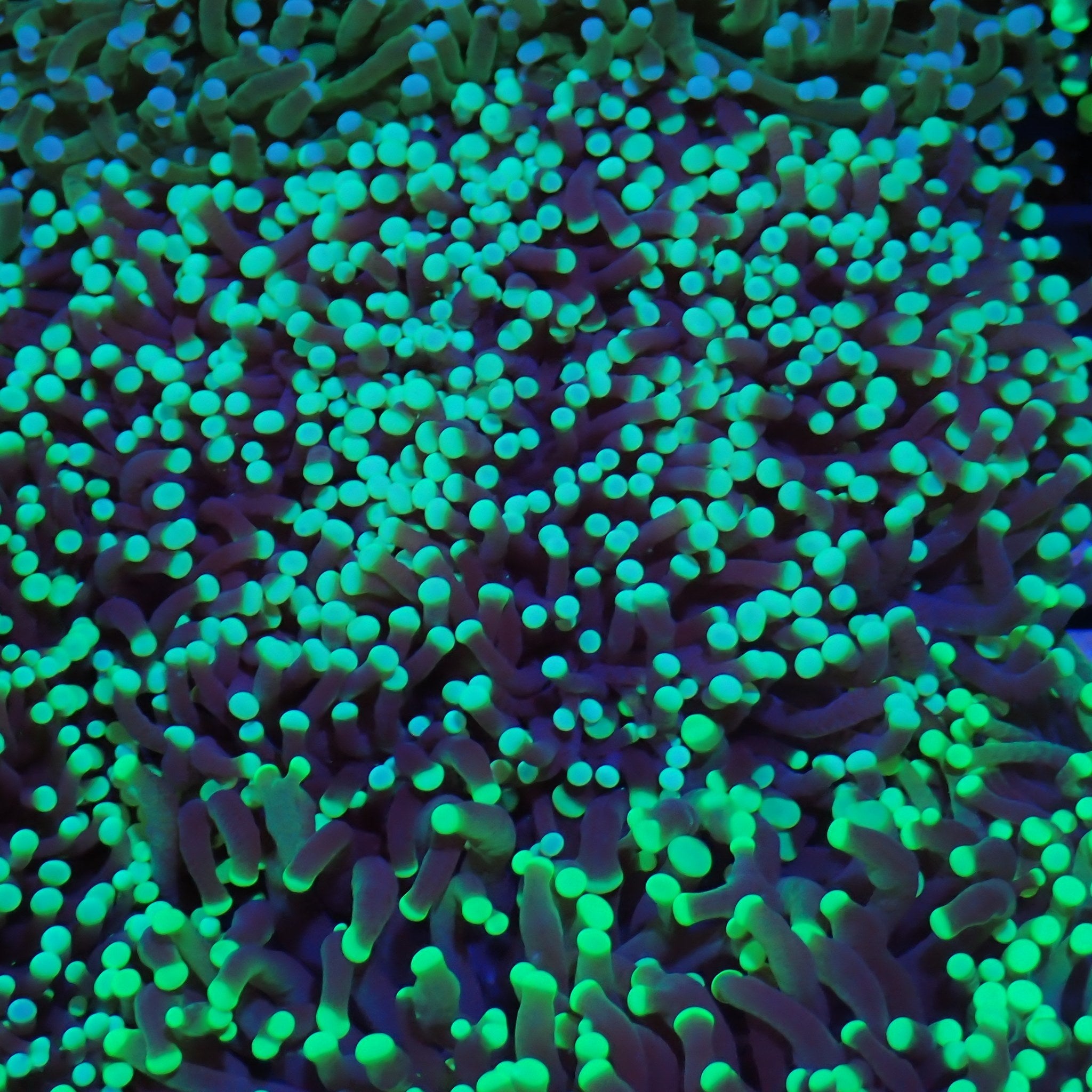 Torch Coral AA012 | Fimbriaphyllia glabrescens