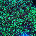 Torch Coral AA013 | Fimbriaphyllia glabrescens
