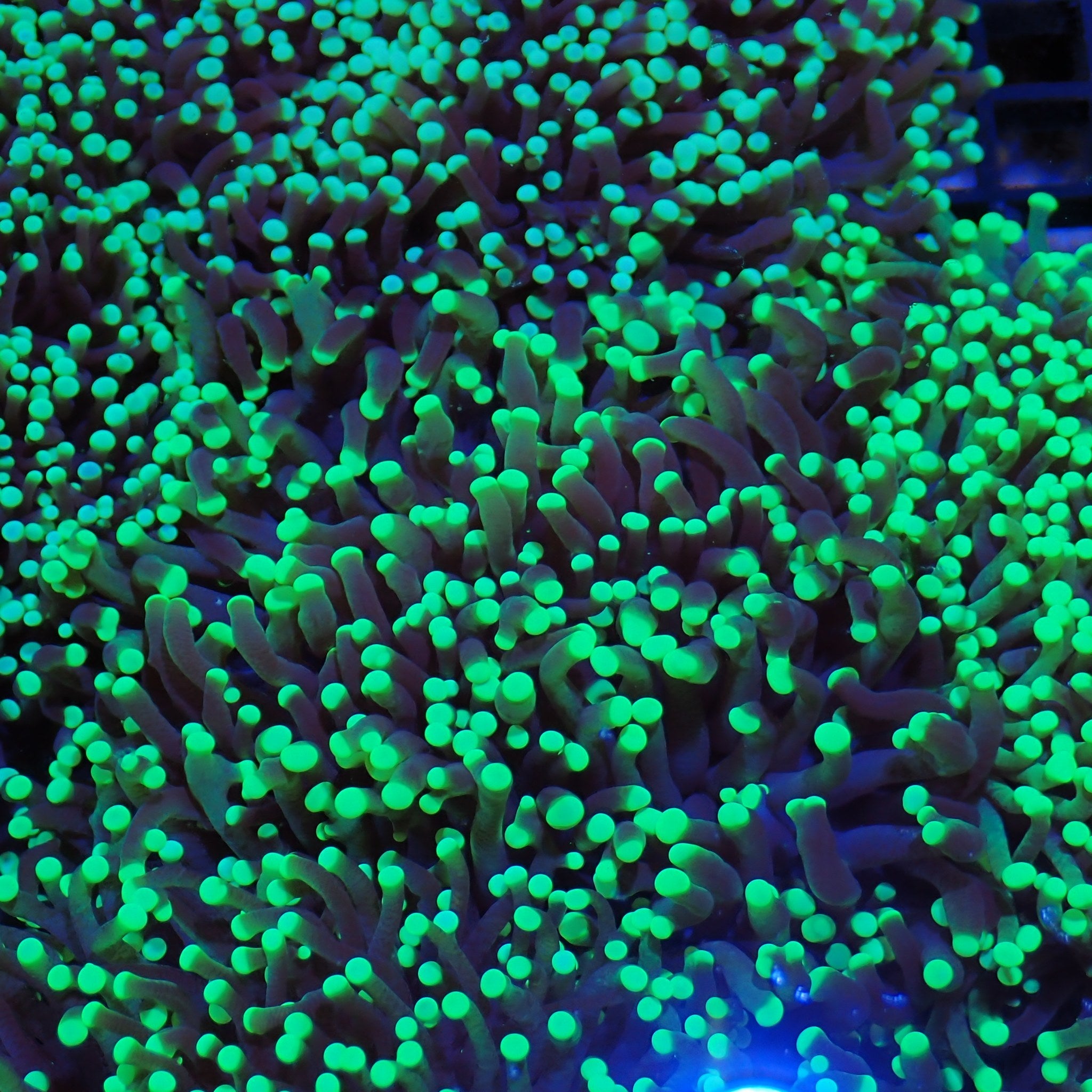 Torch Coral AA013 | Fimbriaphyllia glabrescens