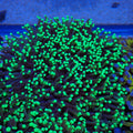 Torch Coral AA014 | Fimbriaphyllia glabrescens