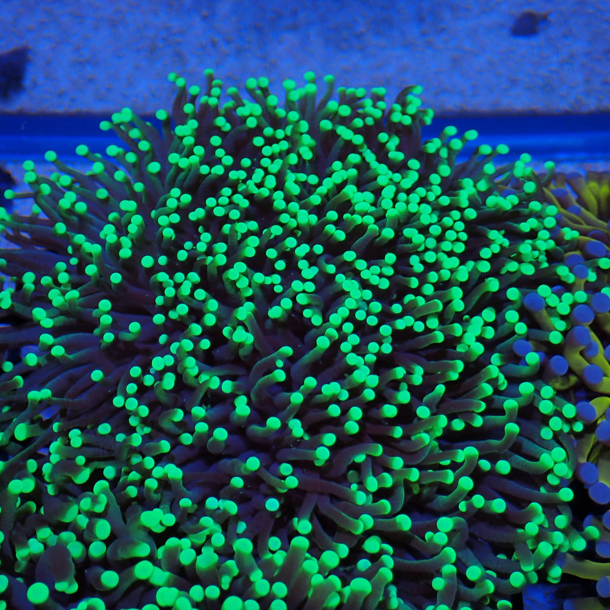 Torch Coral AA014 | Fimbriaphyllia glabrescens