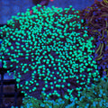 Torch Coral AA015 | Fimbriaphyllia glabrescens