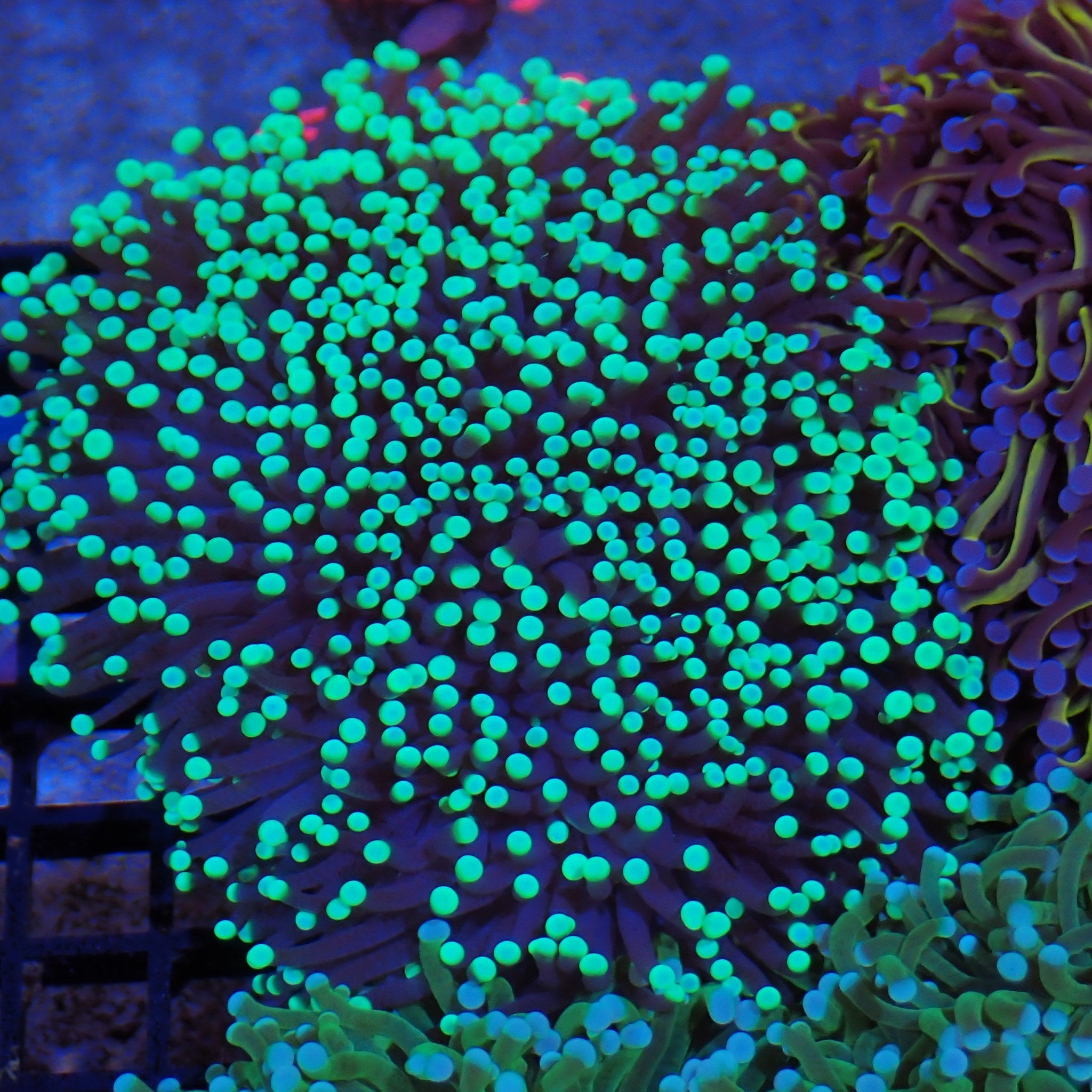 Torch Coral AA015 | Fimbriaphyllia glabrescens
