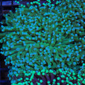 Torch Coral AA016 | Fimbriaphyllia glabrescens