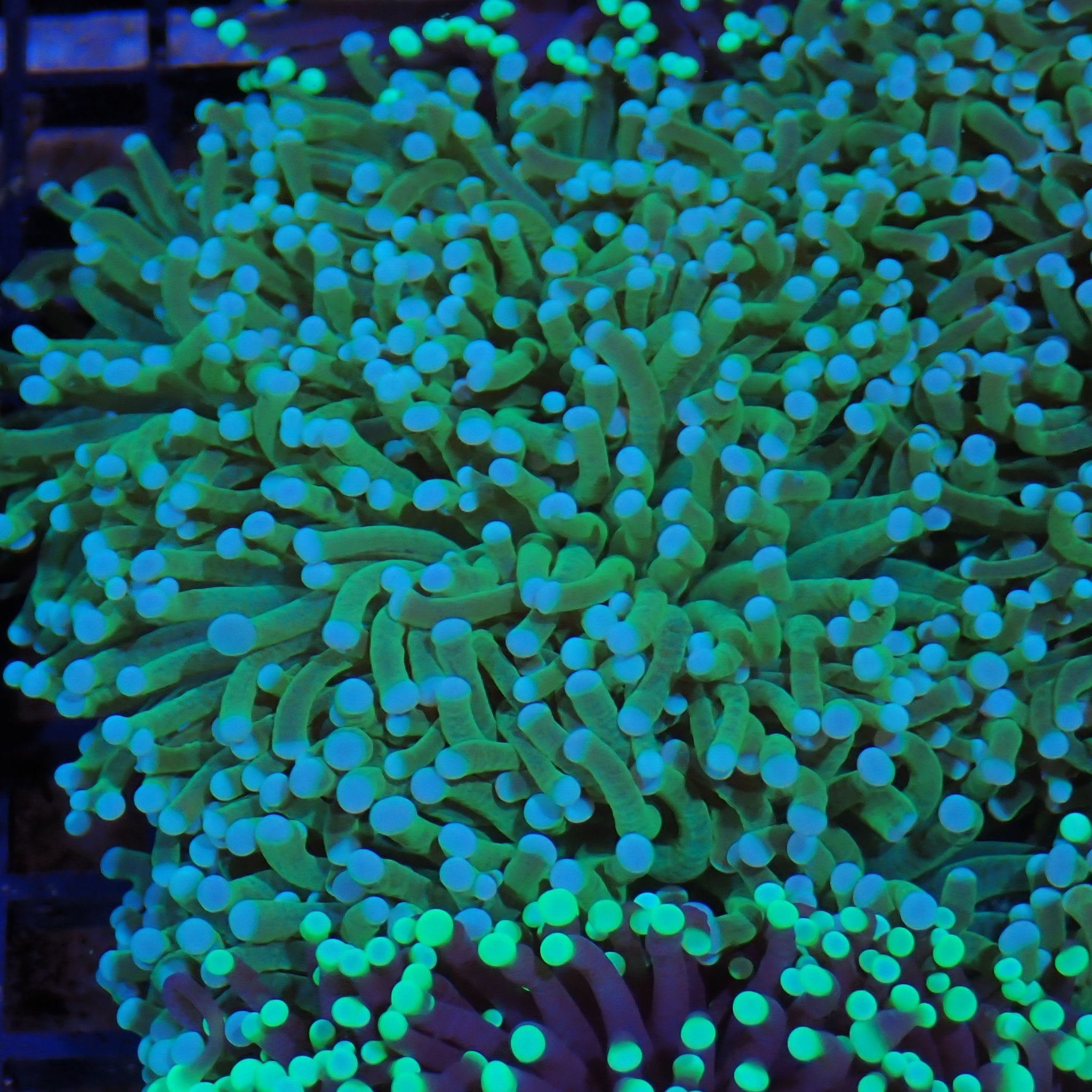 Torch Coral AA016 | Fimbriaphyllia glabrescens