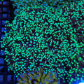 Torch Coral AA017 | Fimbriaphyllia glabrescens