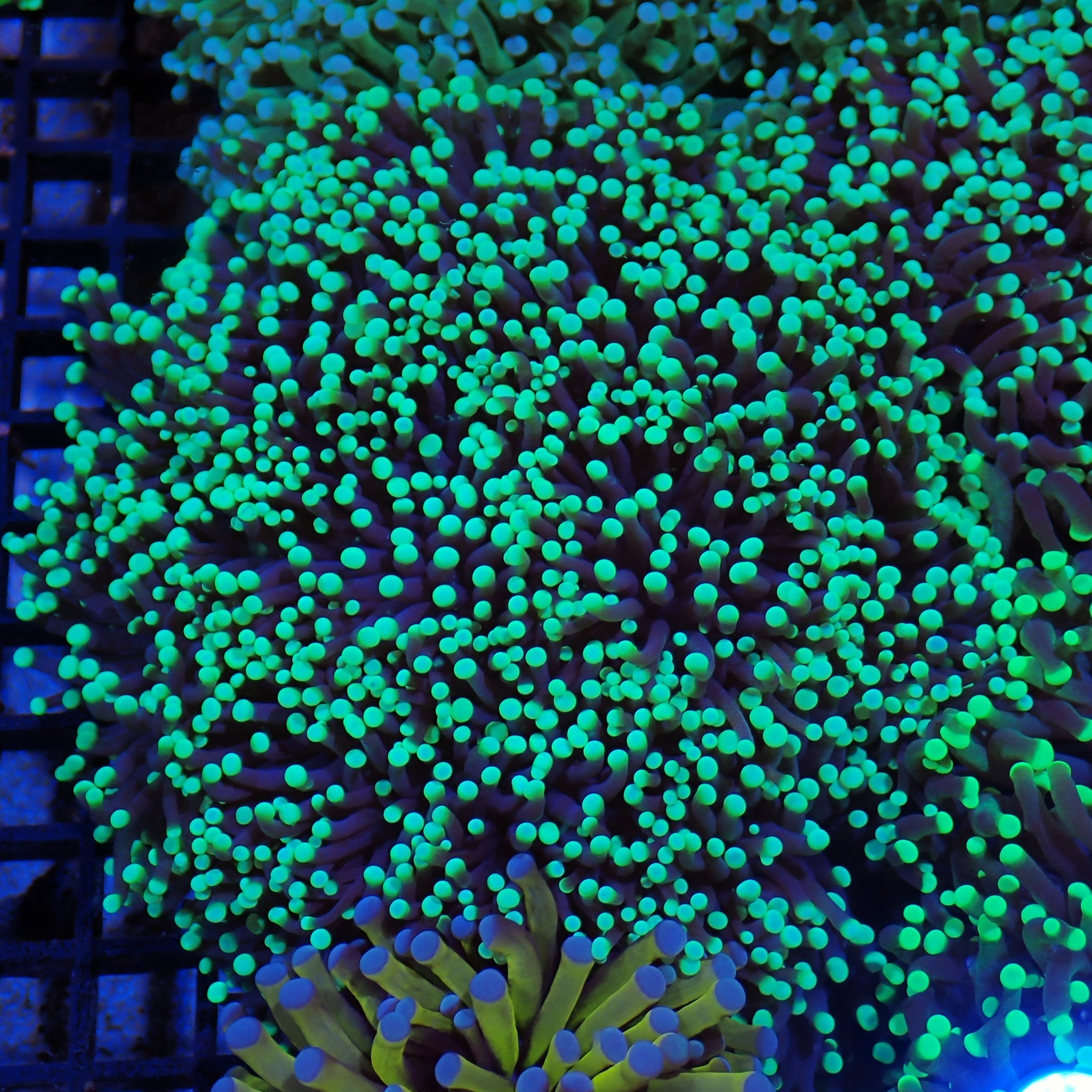 Torch Coral AA017 | Fimbriaphyllia glabrescens
