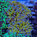 Torch Coral AA018 | Fimbriaphyllia glabrescens
