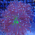 Torch Coral AA020 | Fimbriaphyllia glabrescens