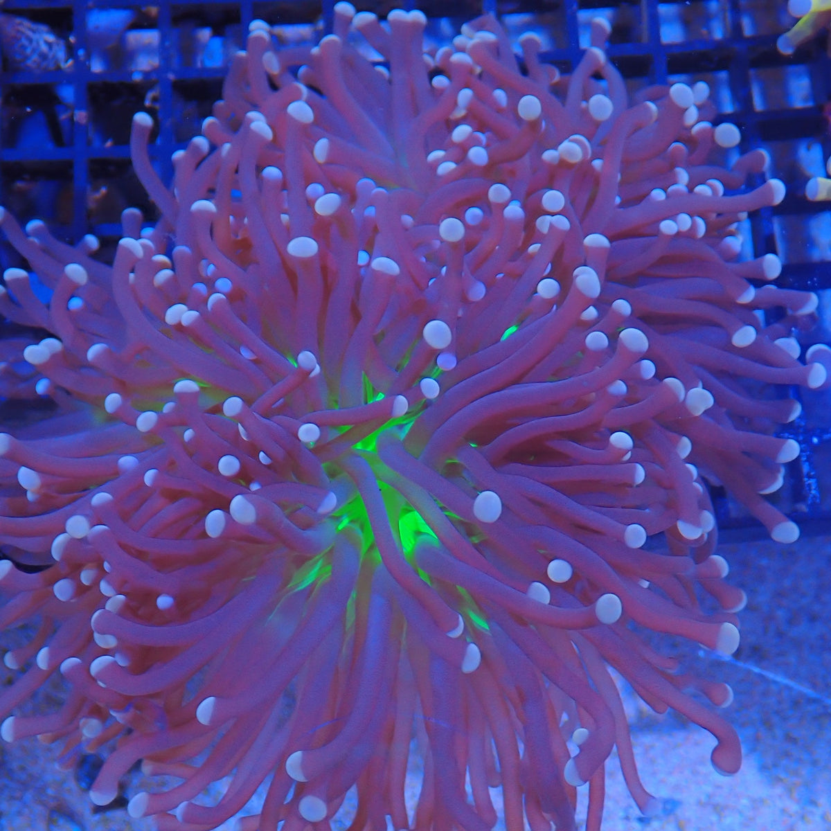 Torch Coral AA020 | Fimbriaphyllia glabrescens