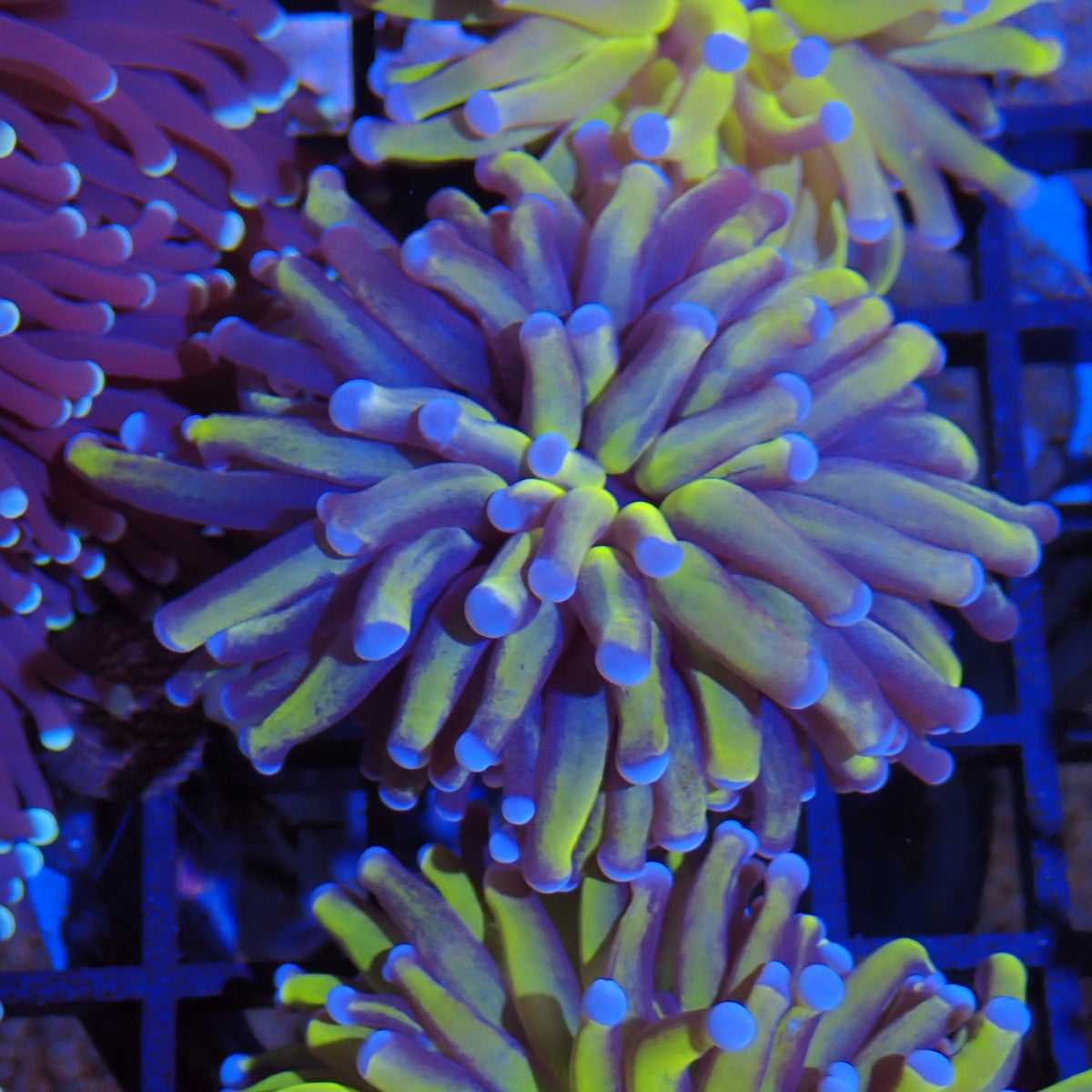 Torch Coral AA022 | Fimbriaphyllia glabrescens