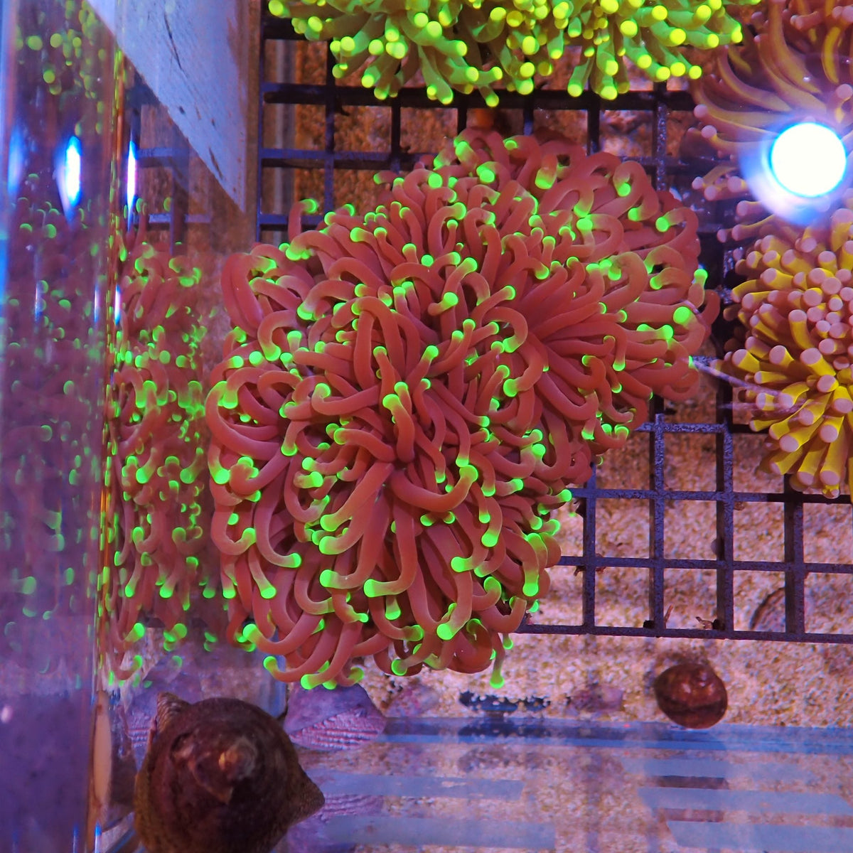 Torch Coral AA001 | Fimbriaphyllia glabrescens at Red Sea 15k