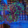 Torch Coral AA001 | Fimbriaphyllia glabrescens - Red Sea 20K LED