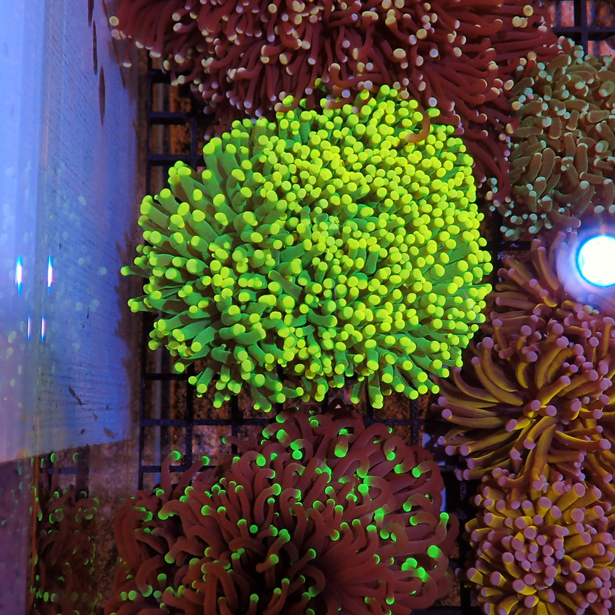 Torch Coral AA002 | Fimbriaphyllia glabrescens - Red Sea 15K
