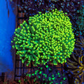 Torch Coral AA002 | Fimbriaphyllia glabrescens - Red Sea 20K LED