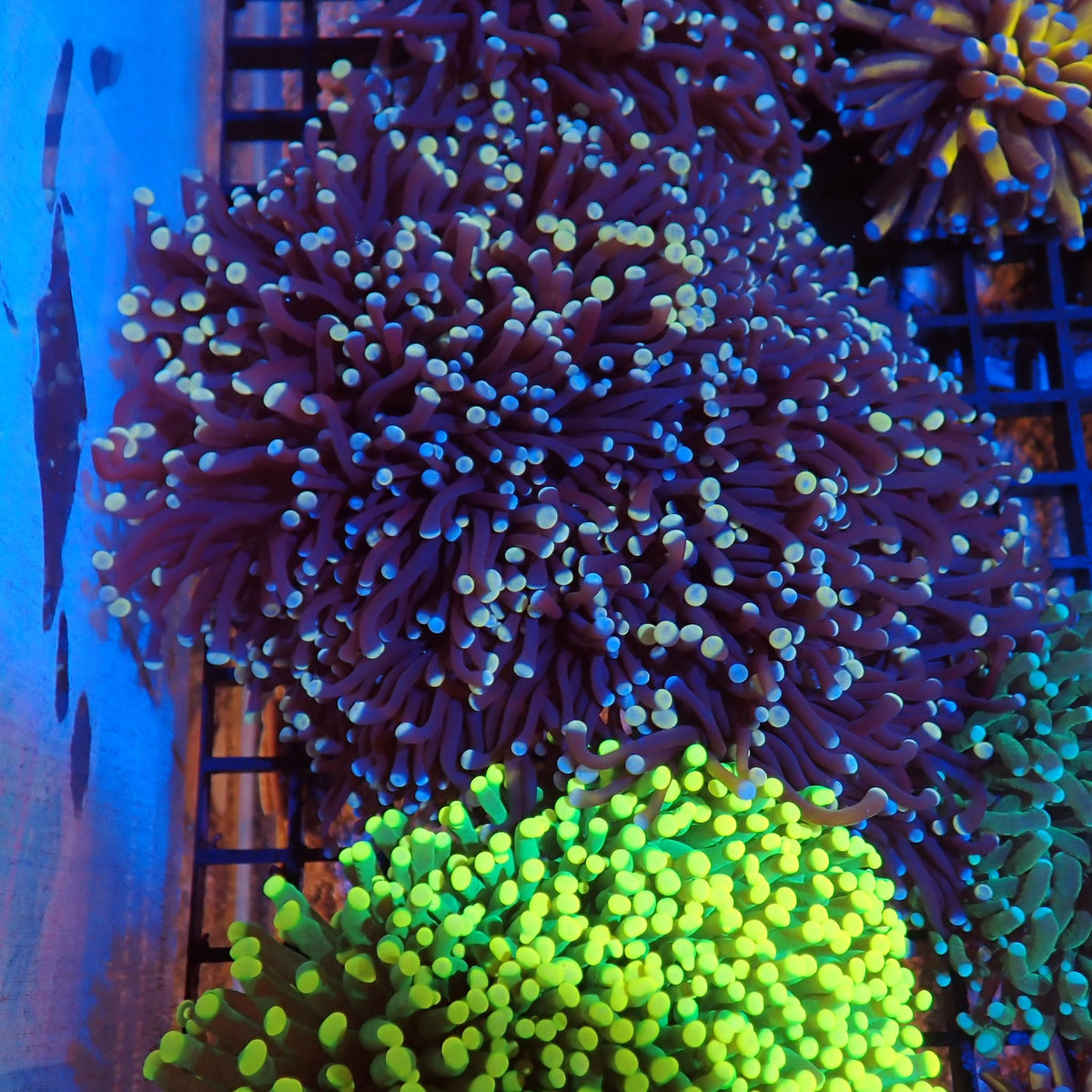 Torch Coral AA003 | Fimbriaphyllia glabrescens - Red Sea 20K LED