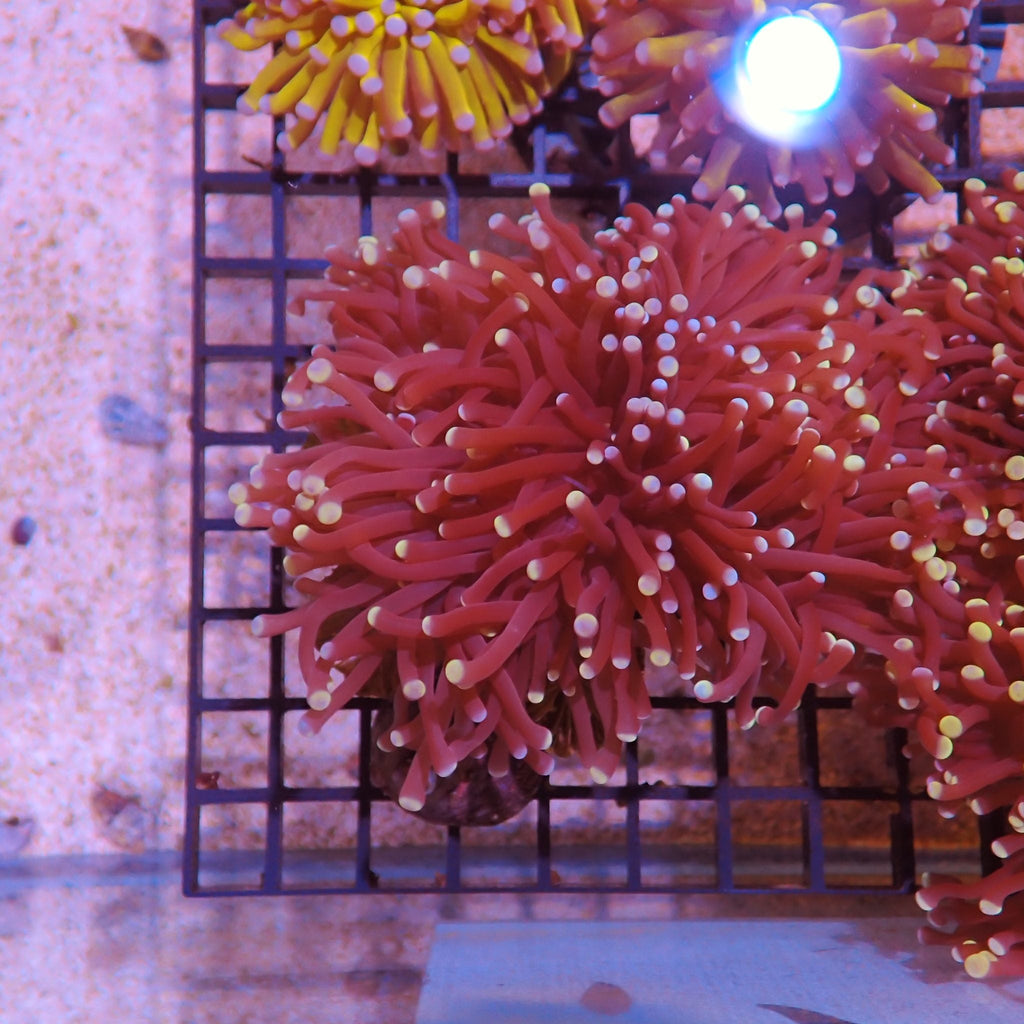 Torch Coral AA004 | Fimbriaphyllia glabrescens - Red Sea 15K