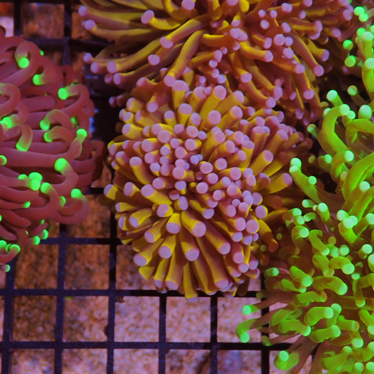 Torch Coral AA005 | Fimbriaphyllia glabrescens at Red Sea 15k