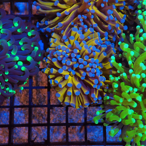 Torch Coral AA005 | Fimbriaphyllia glabrescens - Red Sea 20K LED