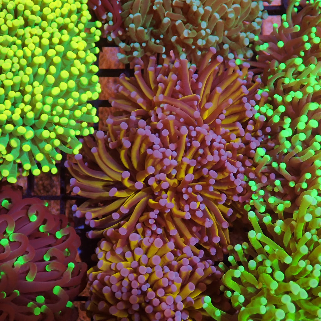 Torch Coral AA006 | Fimbriaphyllia glabrescens - Red Sea 15K
