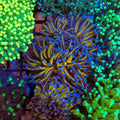 Torch Coral AA006 | Fimbriaphyllia glabrescens - Red Sea 20K LED