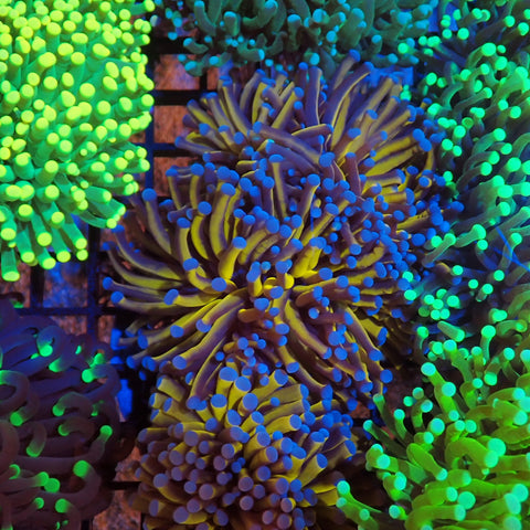 Torch Coral AA006 | Fimbriaphyllia glabrescens - Red Sea 20K LED