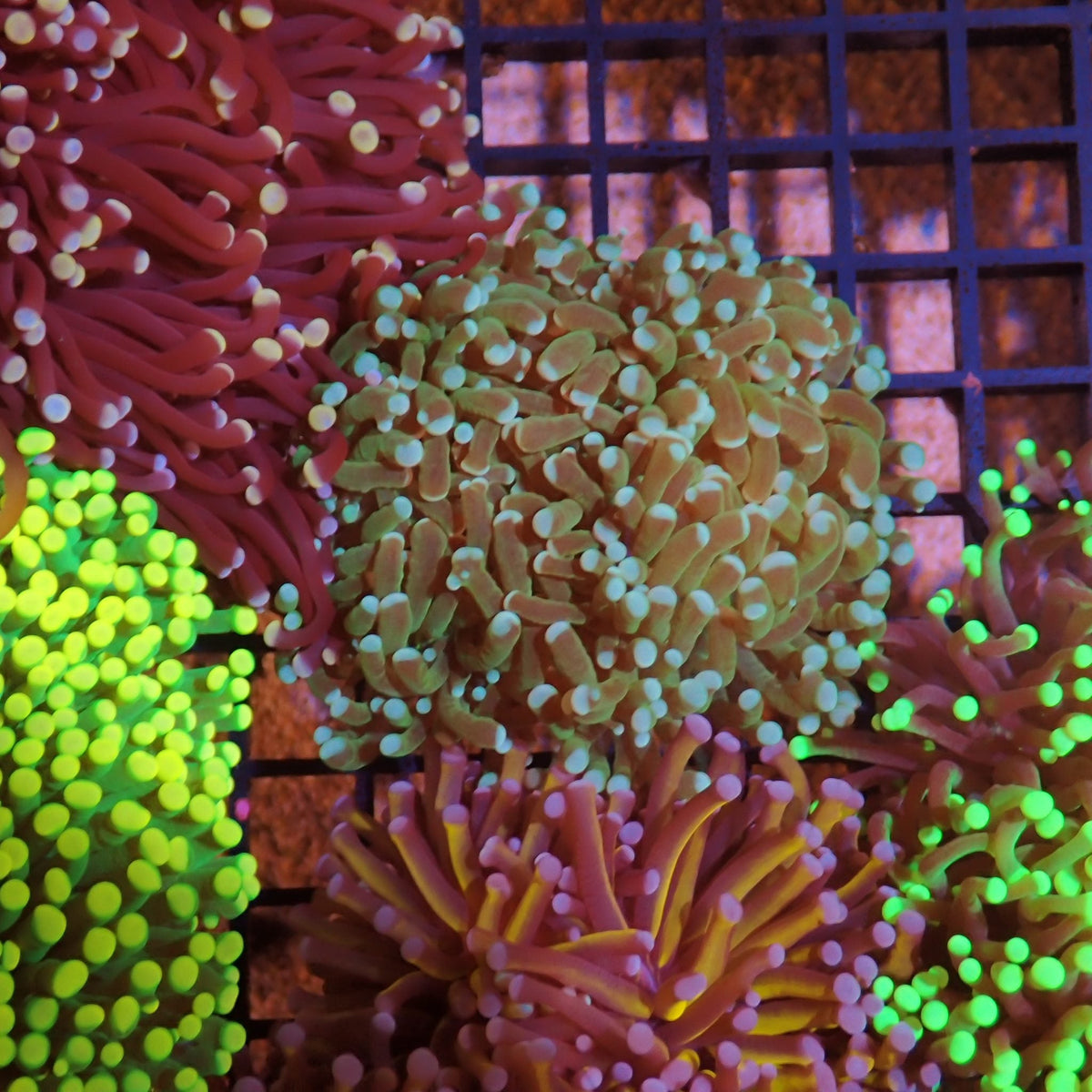 Torch Coral AA007 | Fimbriaphyllia glabrescens - Red Sea 15K