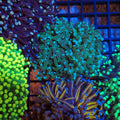Torch Coral AA007 | Fimbriaphyllia glabrescens - Red Sea 20K LED