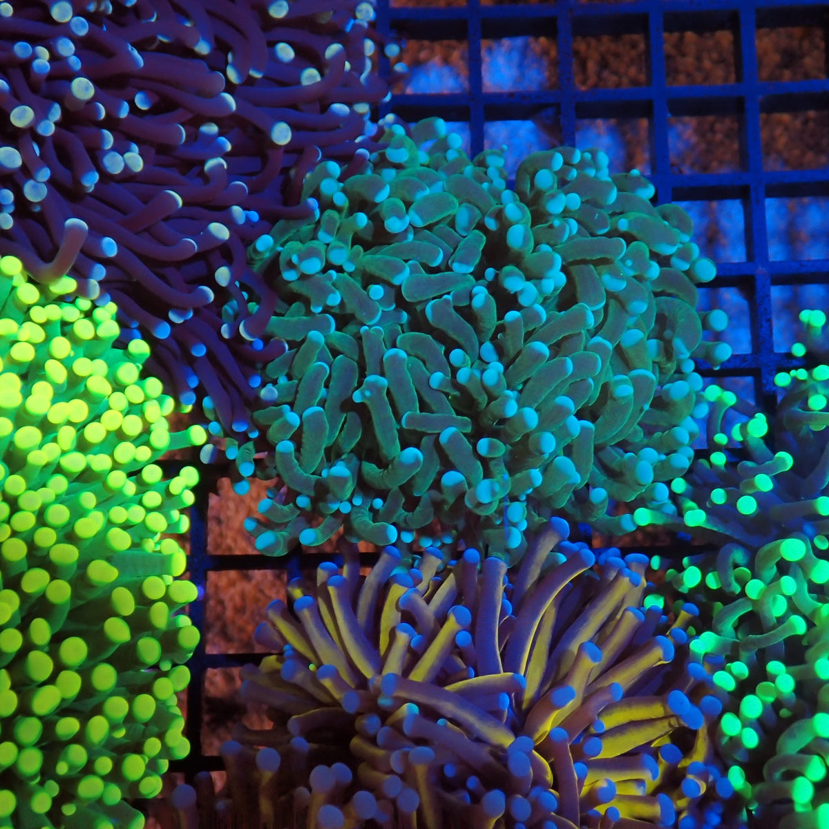 Torch Coral AA007 | Fimbriaphyllia glabrescens - Red Sea 20K LED