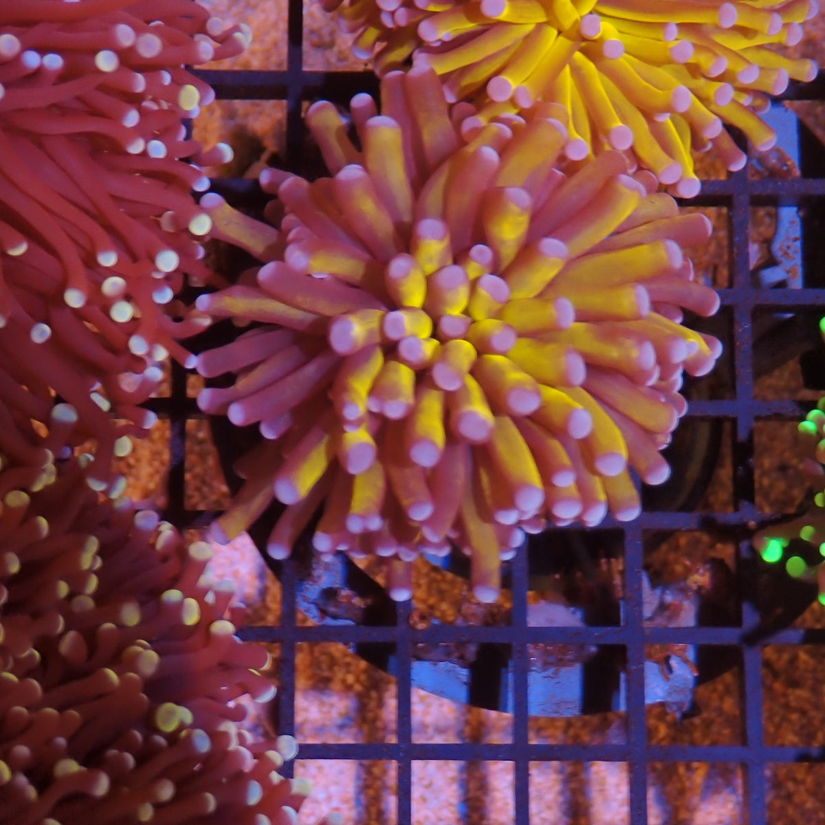 Torch Coral AA008 | Fimbriaphyllia glabrescens at Red Sea 15k