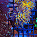 Torch Coral AA008 | Fimbriaphyllia glabrescens - Red Sea 20K LED