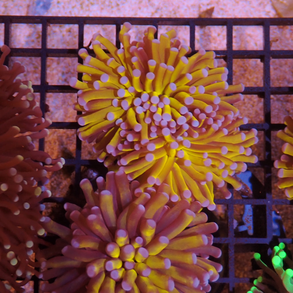 Torch Coral AA009 | Fimbriaphyllia glabrescens - Red Sea 15K