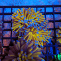 Torch Coral AA009 | Fimbriaphyllia glabrescens - Red Sea 20K LED