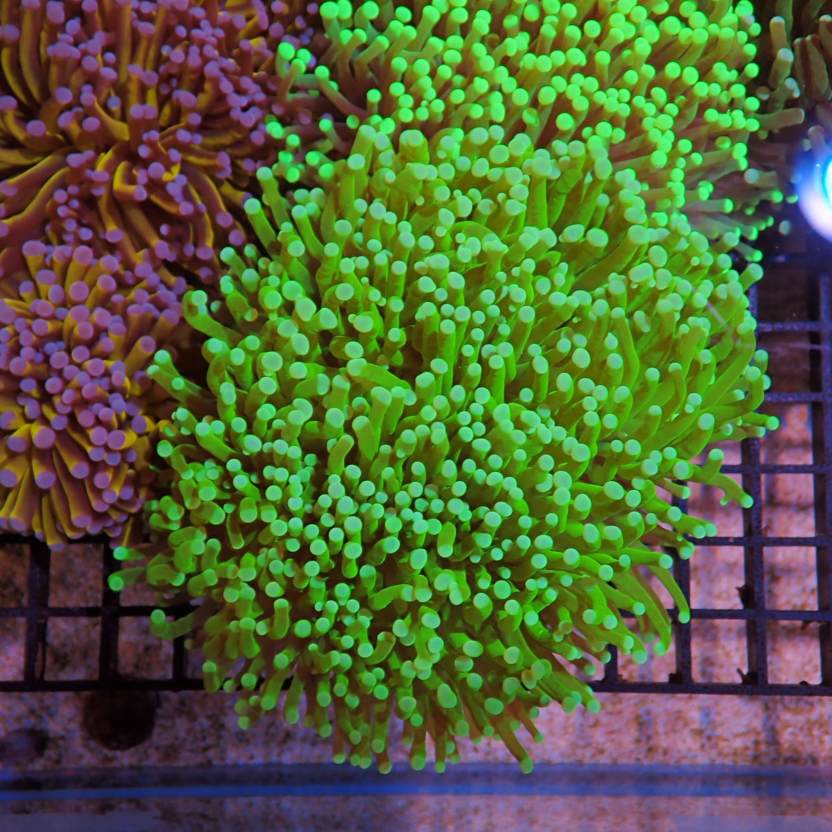 Torch Coral AA010 | Fimbriaphyllia glabrescens - Red Sea 15K